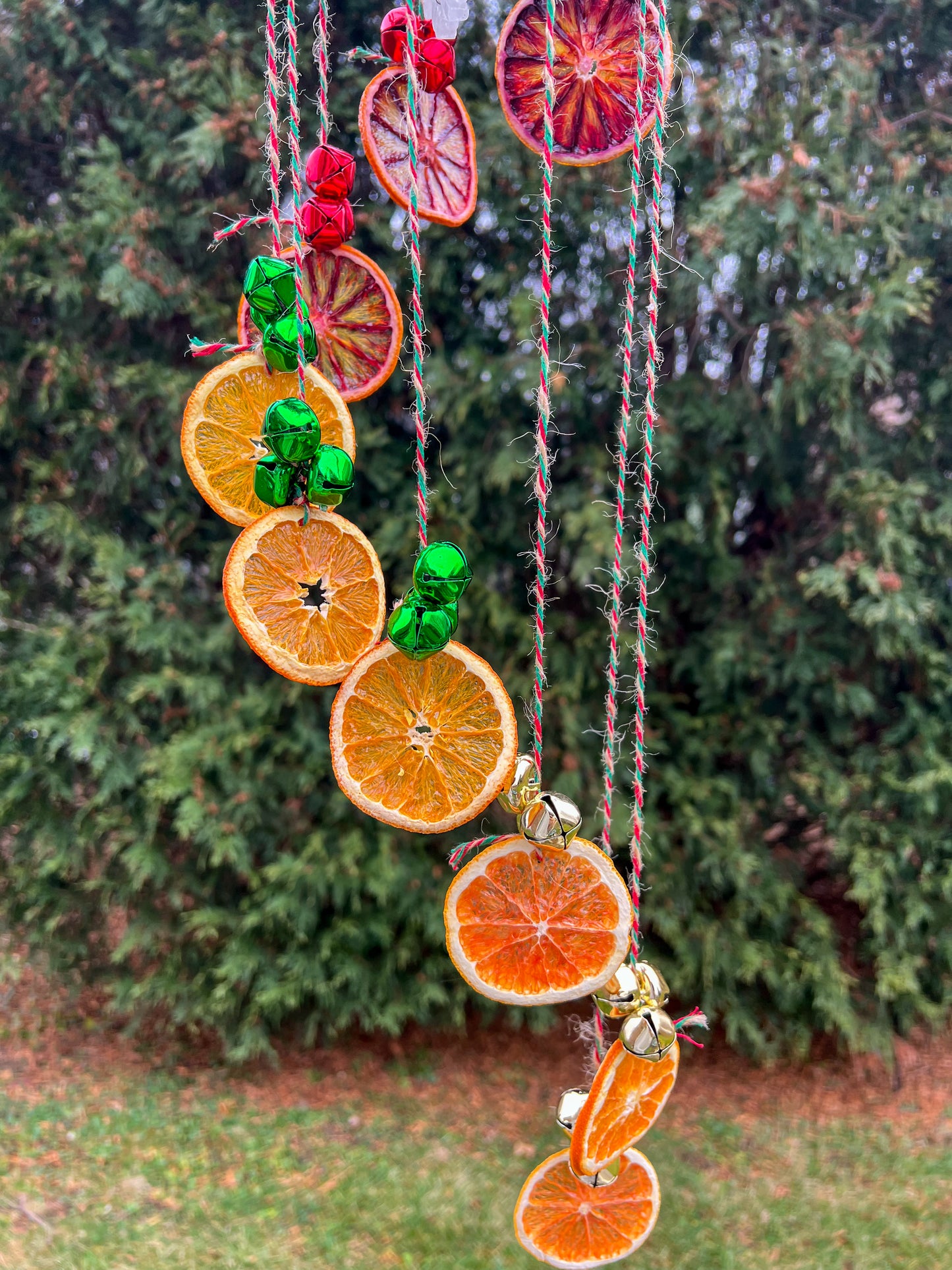 Hollyfire Solstice Spiral Citrus