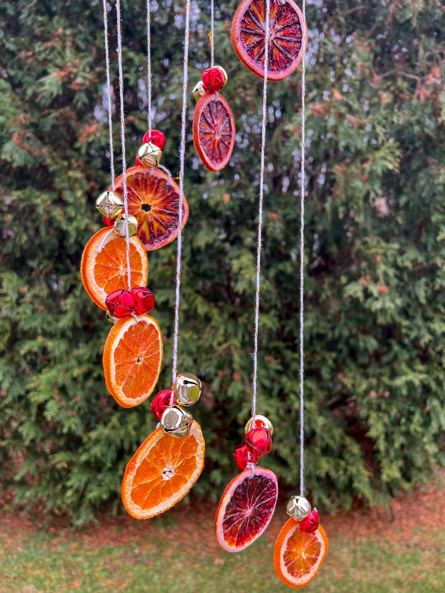 Gilded Winter Spiral Citrus